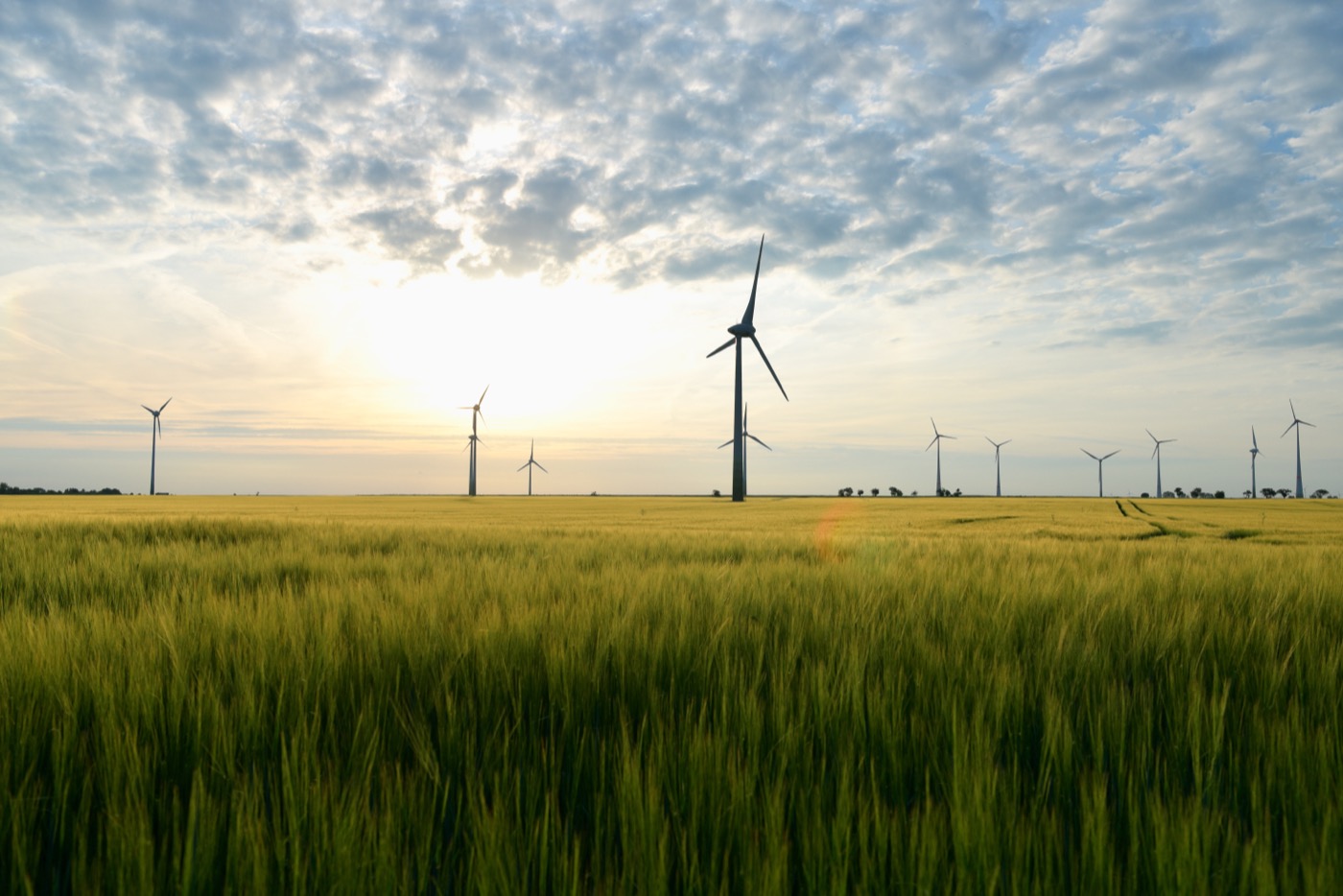 Zahlreiche Windkraftanlagen stehen verteilt auf einem weiten Getreidefeld unter einem leicht bewölkten Himmel im Abendlicht.
